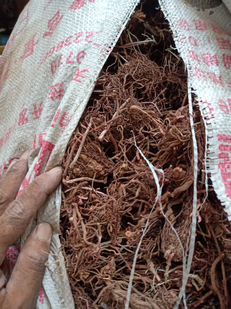 茜草，