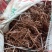 茜草，