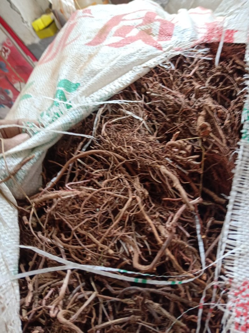 茜草，