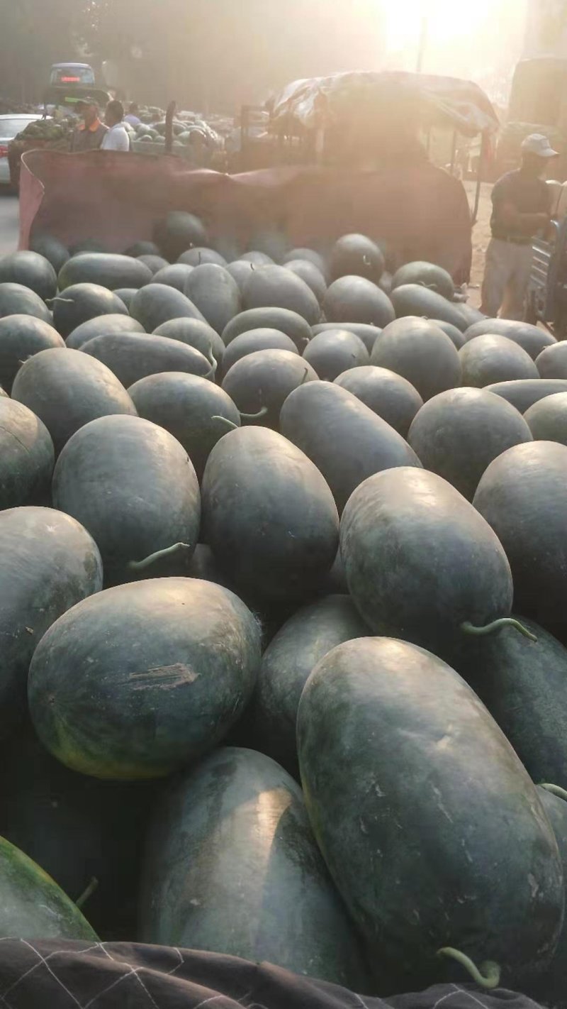 现摘现卖，口感好，糖度高，耐运输，产地直发，每天供应，