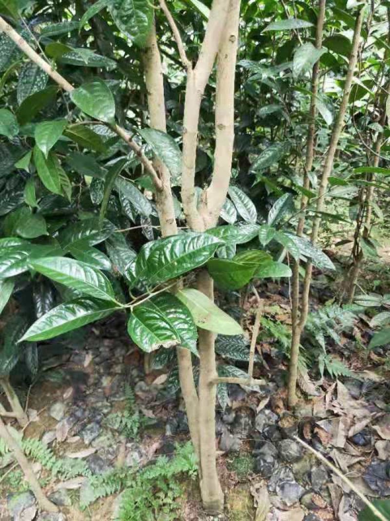 【正品保障】金花茶树苗现挖现发保障品质价格合理