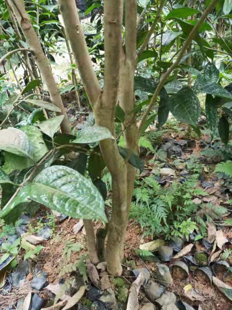 【正品保障】金花茶树苗现挖现发保障品质价格合理