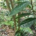 【正品保障】金花茶树苗现挖现发保障品质价格合理