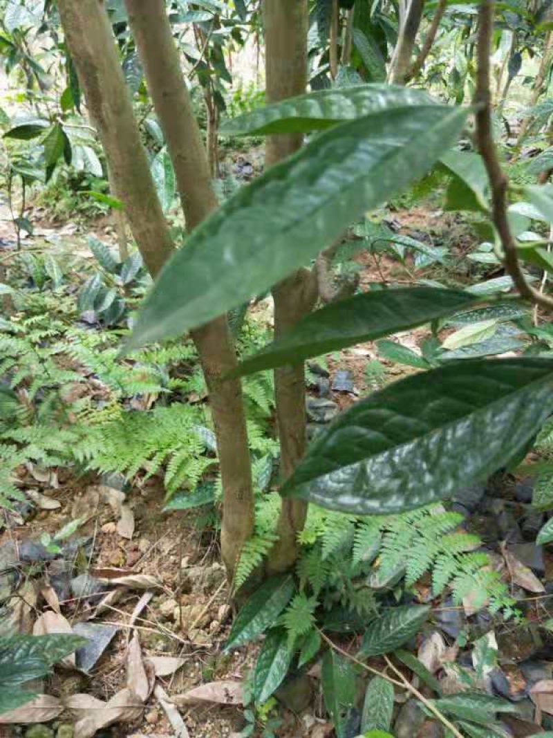 【正品保障】金花茶树苗现挖现发保障品质价格合理