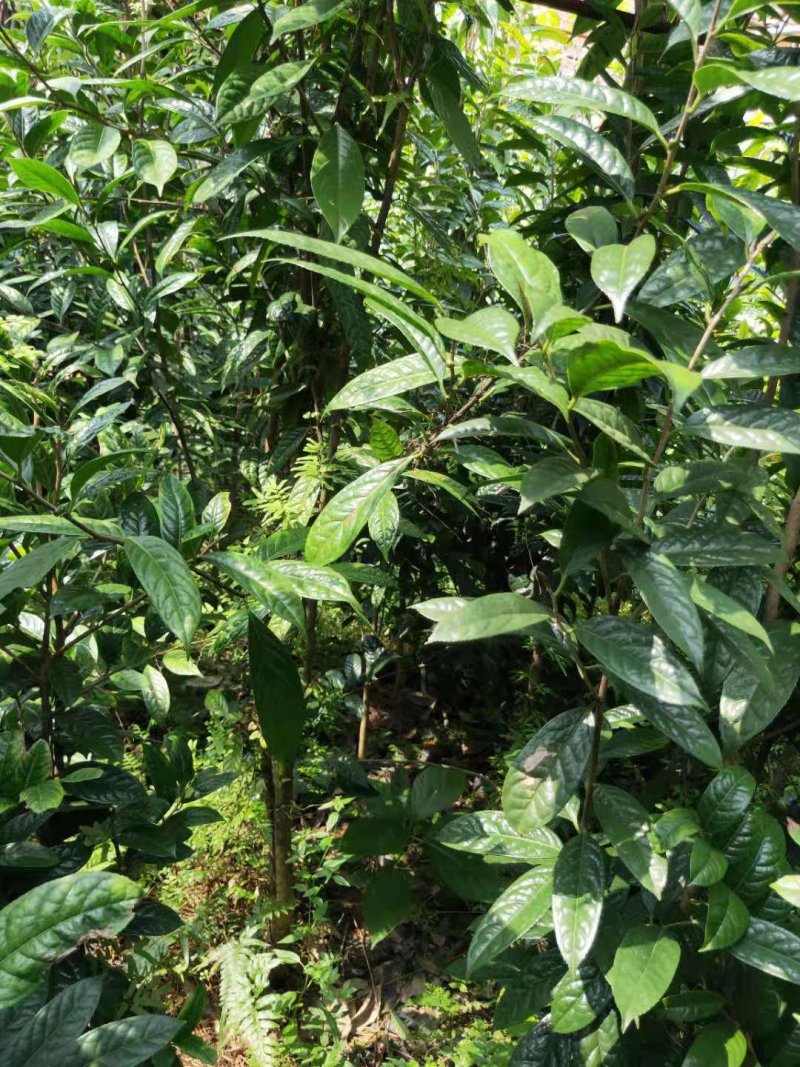 【正品保障】金花茶树苗现挖现发保障品质价格合理