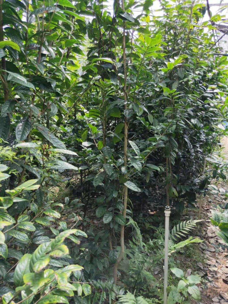 【正品保障】金花茶树苗现挖现发保障品质价格合理