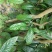 【正品保障】金花茶树苗现挖现发保障品质价格合理