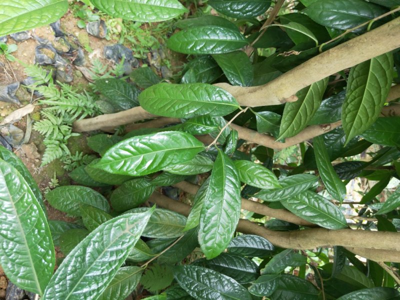 【正品保障】金花茶树苗现挖现发保障品质价格合理