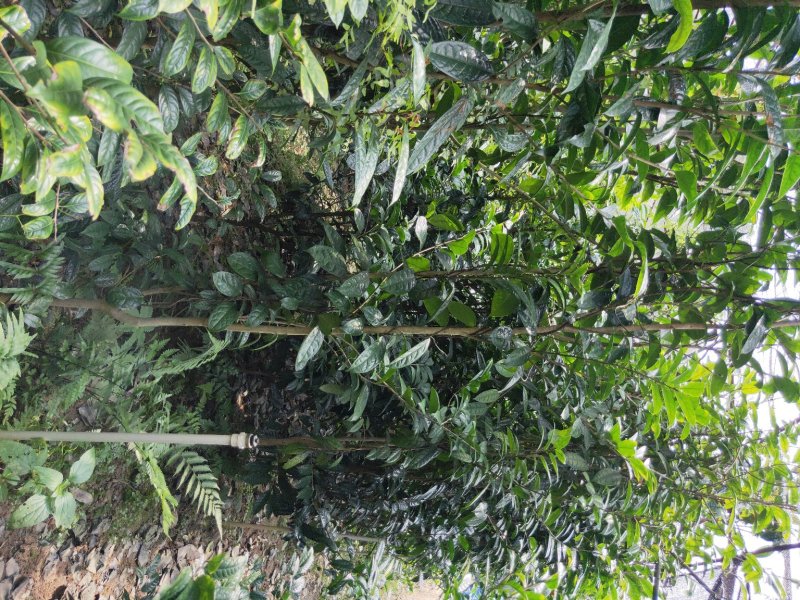 【正品保障】金花茶树苗现挖现发保障品质价格合理