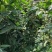 【正品保障】金花茶树苗现挖现发保障品质价格合理