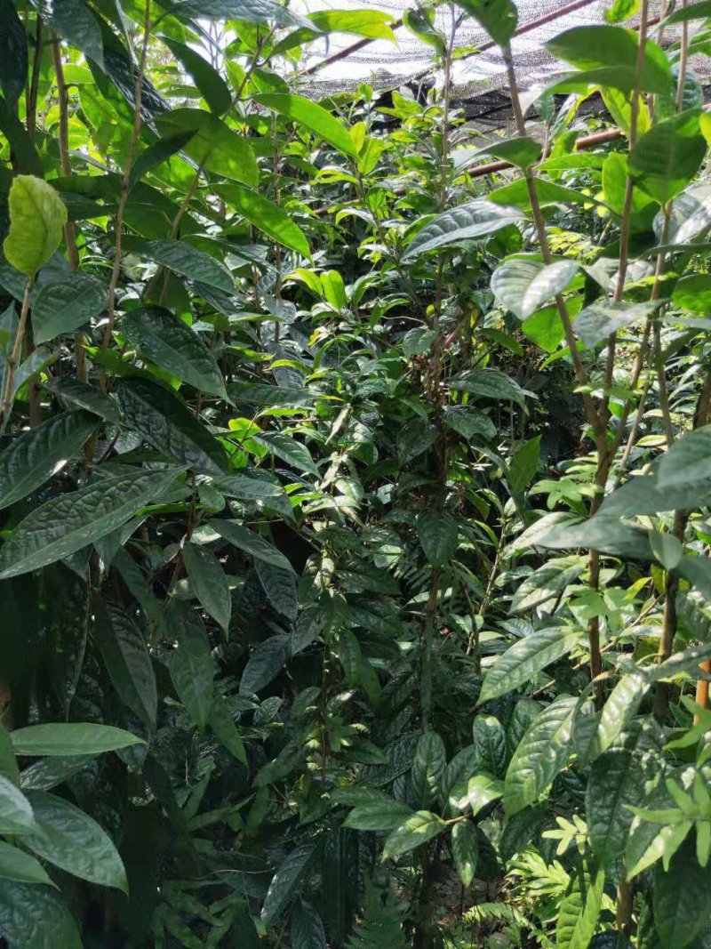 【正品保障】金花茶树苗现挖现发保障品质价格合理