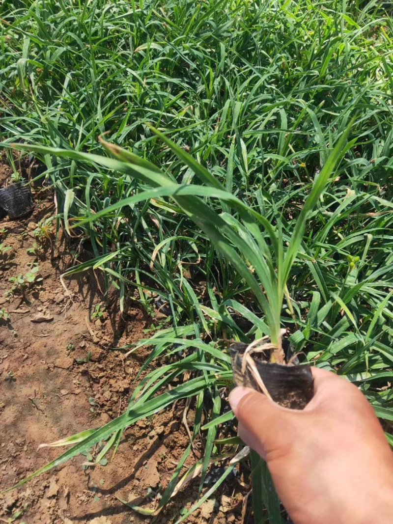 金娃娃萱草（自家地里货源）量大优惠欢迎实地看货