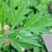 艾草