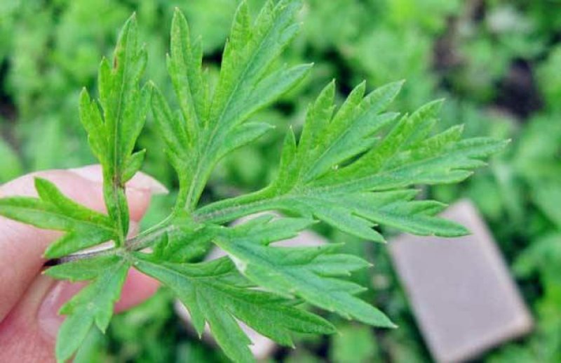艾草