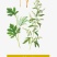 艾草