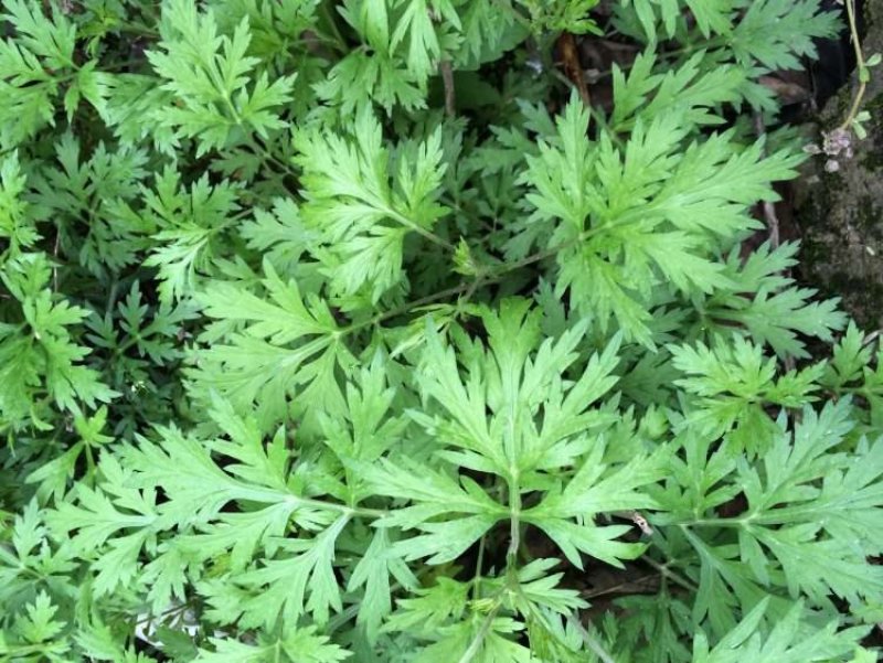 艾草