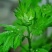 艾草种苗
