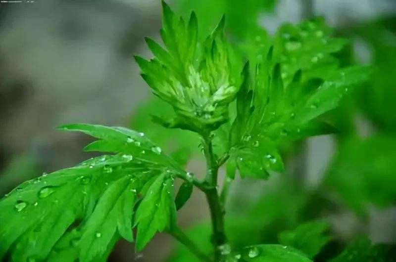 艾草种苗