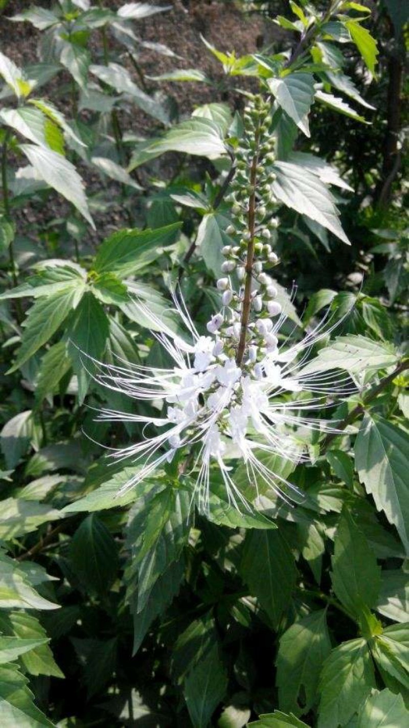 新鲜的猫须草，化石草