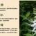 新鲜的猫须草，化石草