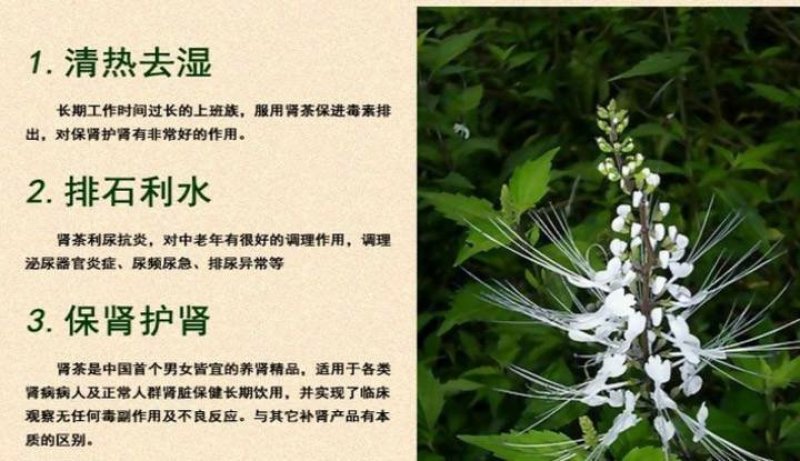 新鲜的猫须草，化石草