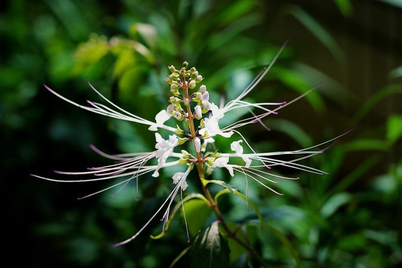 新鲜的猫须草，化石草