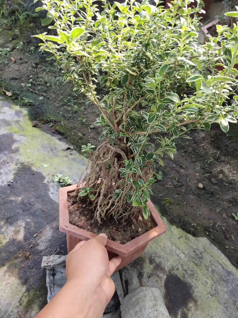 250杯提根六月雪福建四海园基地直销