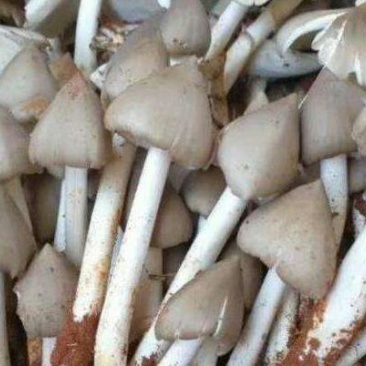 蘑菇