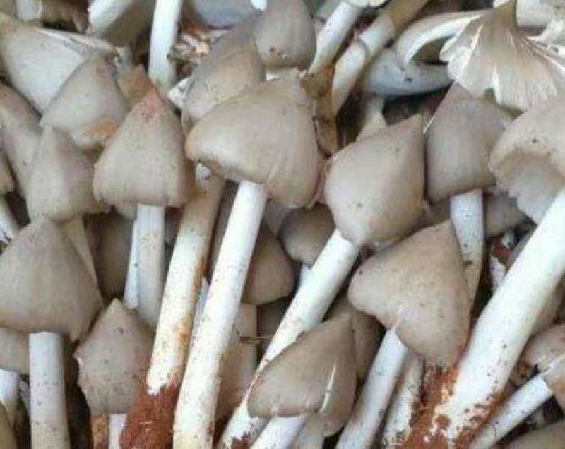 蘑菇