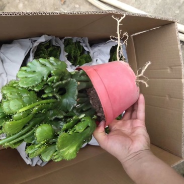 彭珊瑚多肉福建四海园基地直销