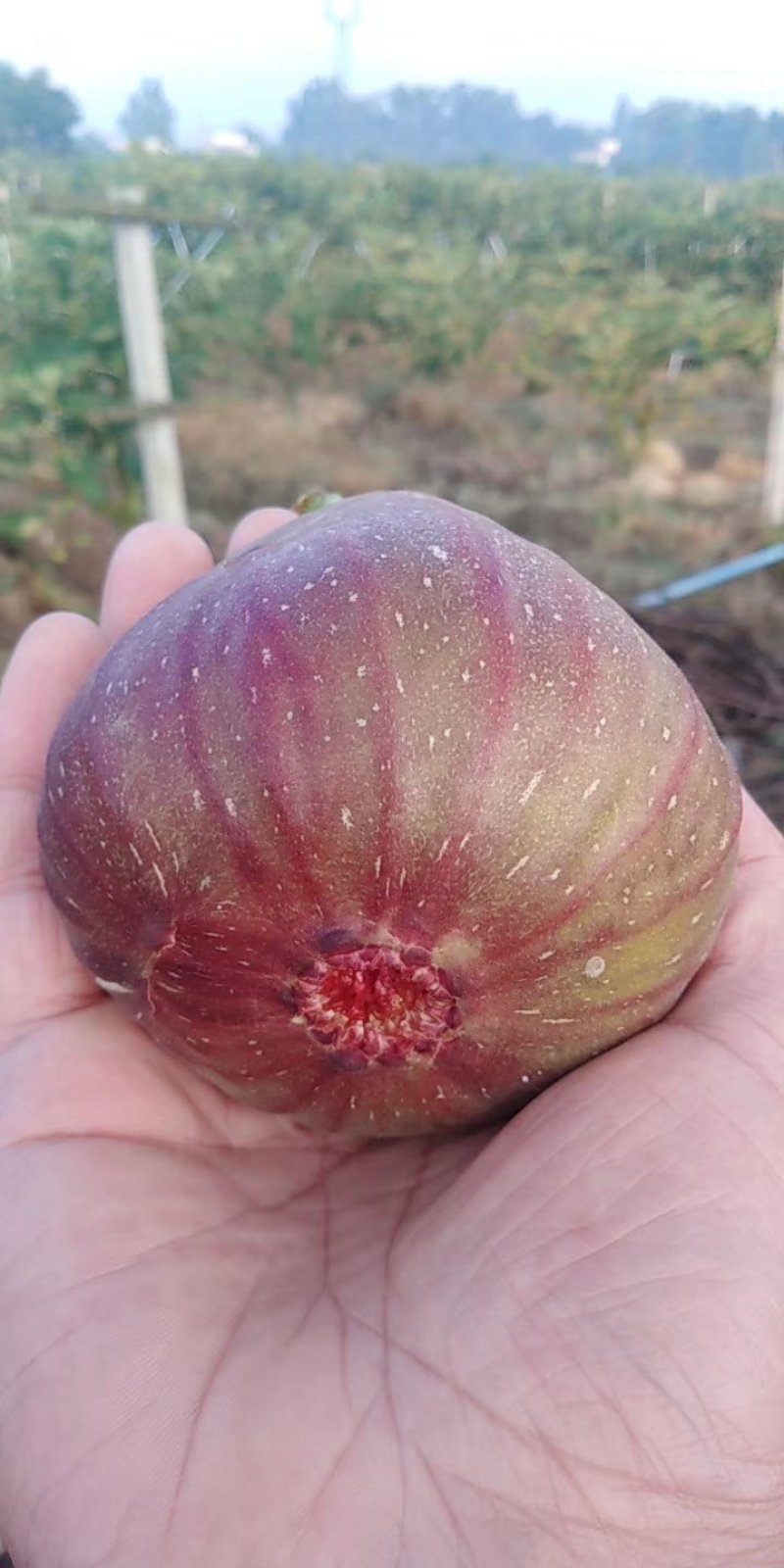 玛斯义陶芬无花果四川无花果（热卖推荐）大量现货供应发全国