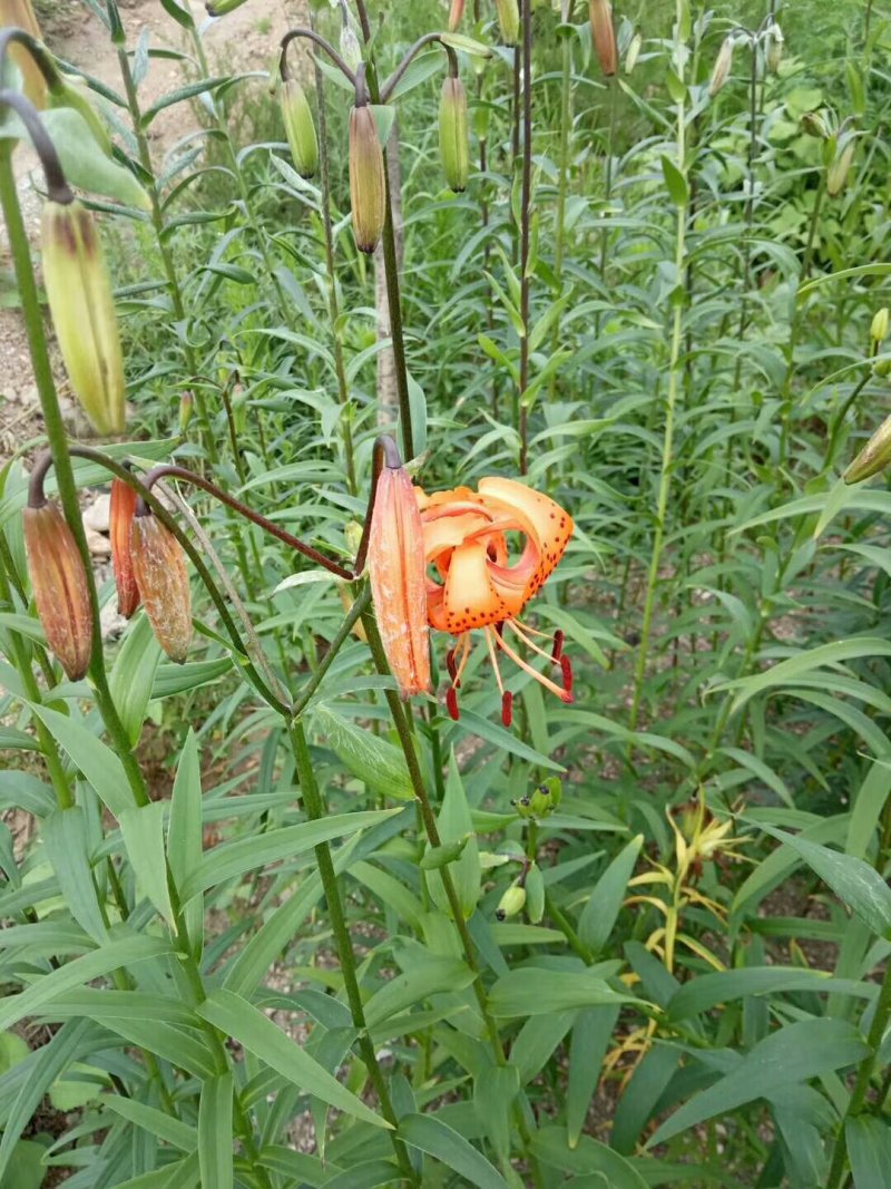 甜百合种球批发
