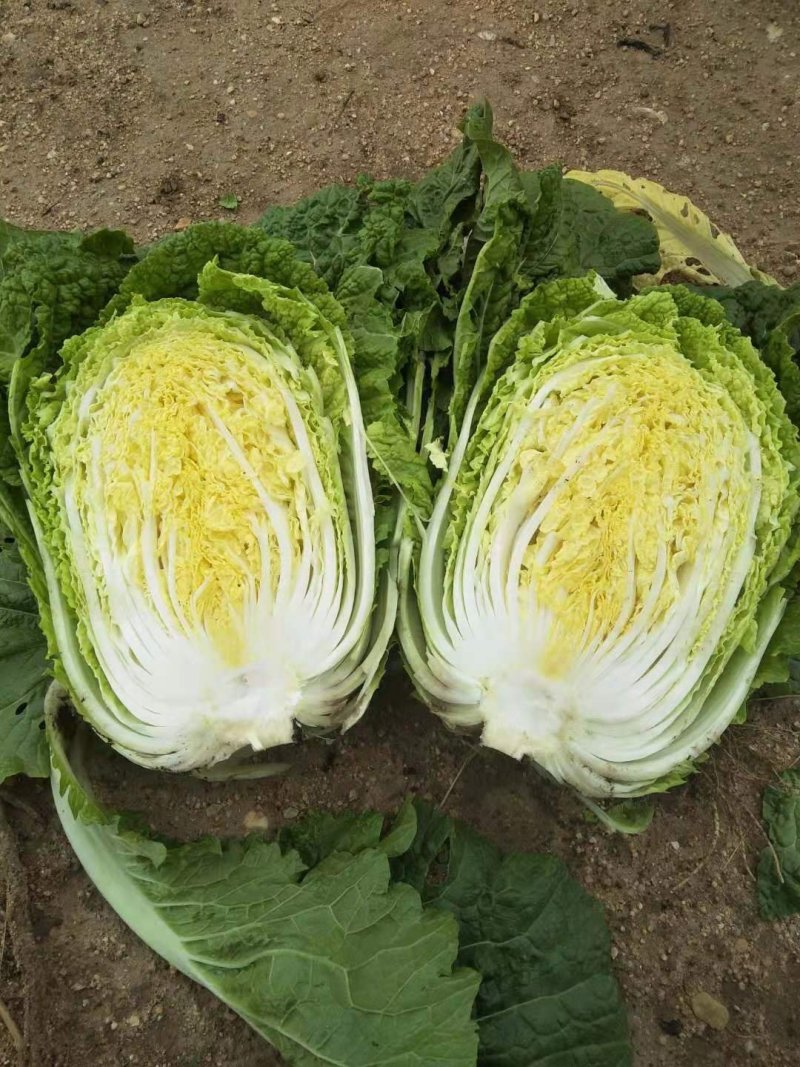 白菜