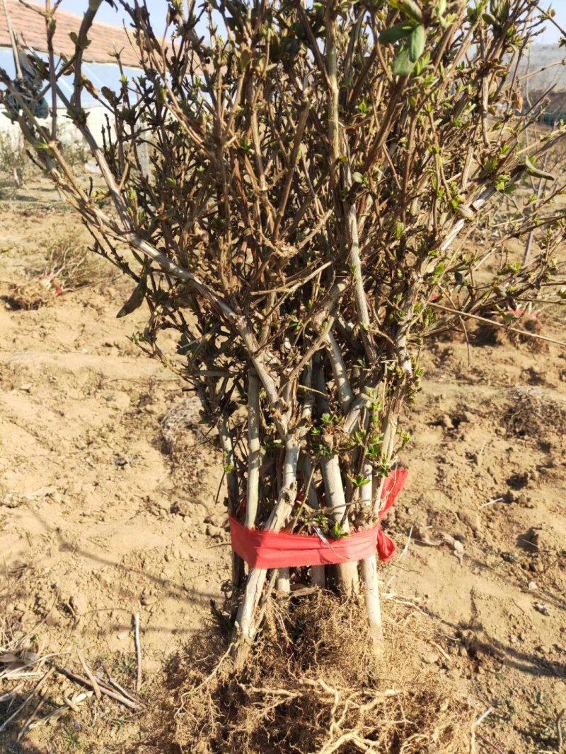 金银花苗.各种金银花苗木，四季.营养杯，基地直发
