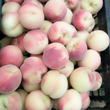 燕山红毛桃，个大，色好，口感好，耐运输。