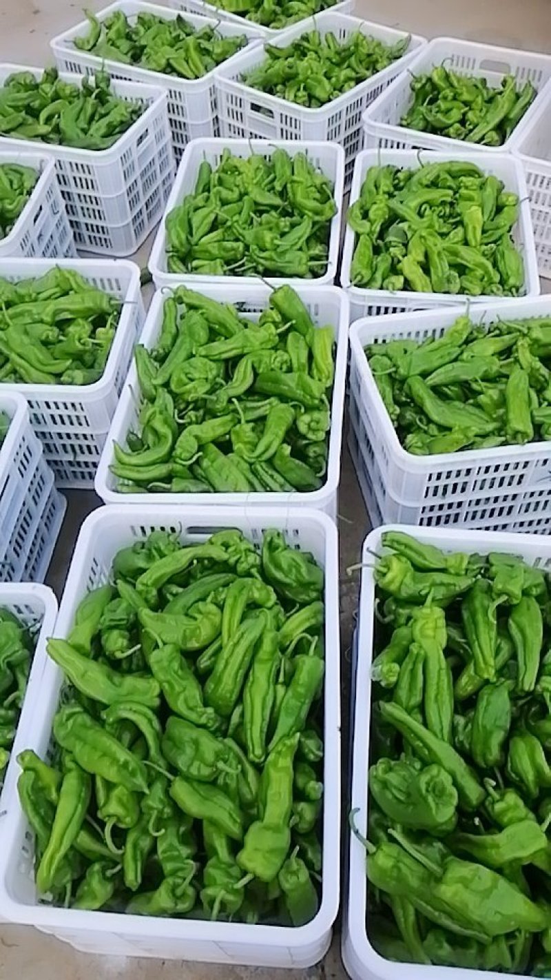 辣椒