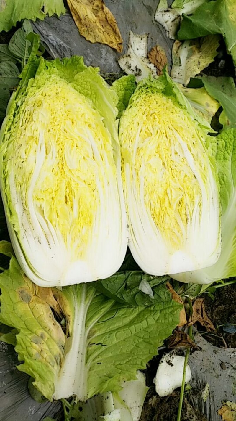 海螺沟品质大白菜