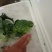 蔬菜