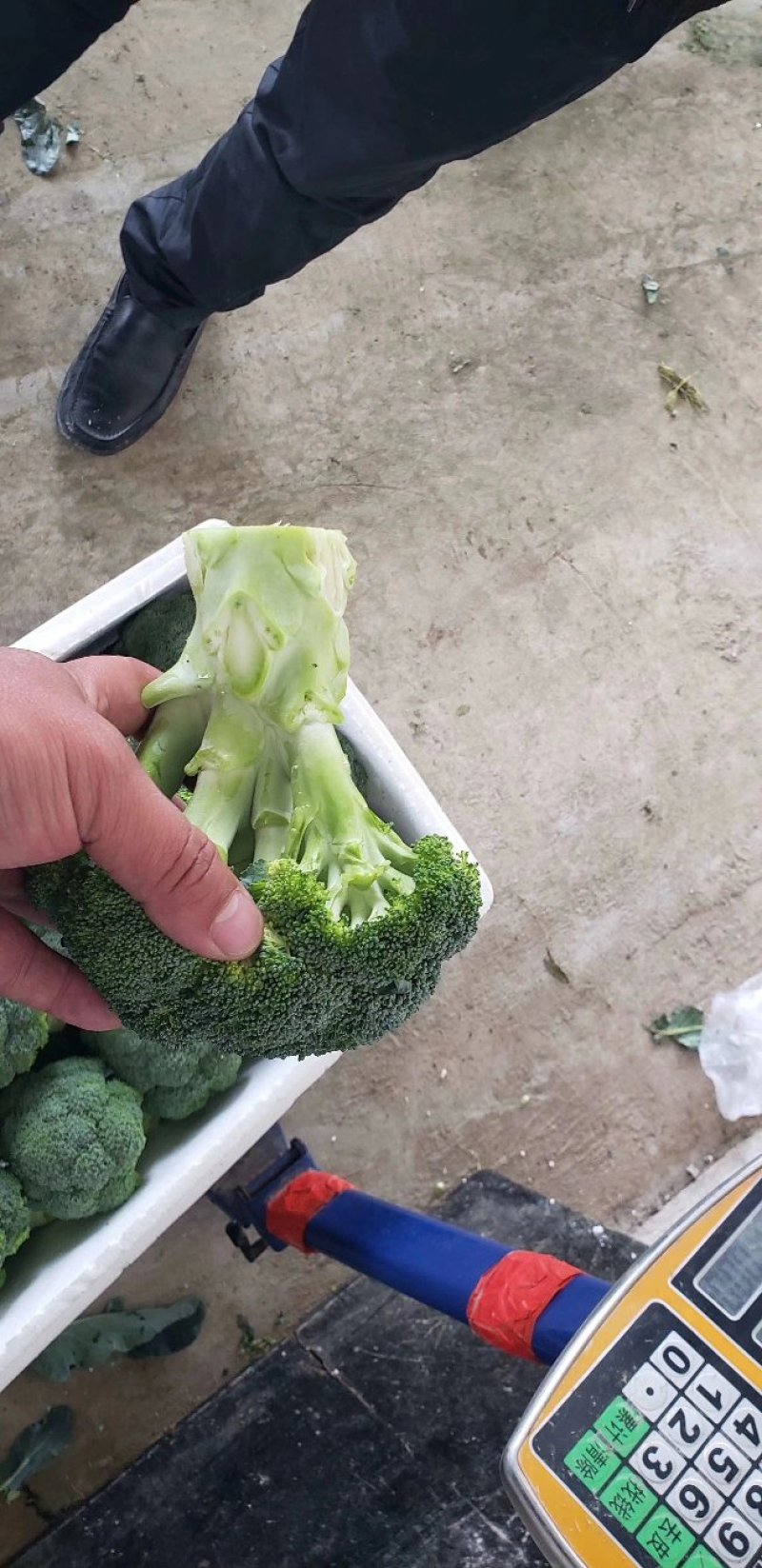 蔬菜