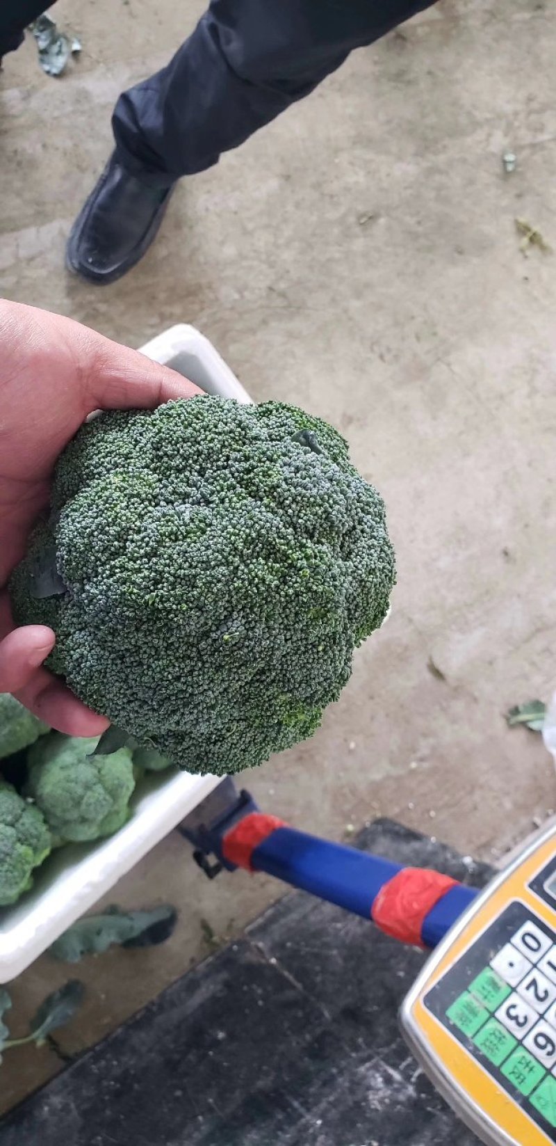 蔬菜