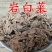 岩白菜红岩七供应上千种中药材