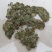 楮桃叶楮树供应上千种中药材批发零售量大从优