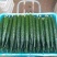 黄瓜精品绿色密刺黄瓜