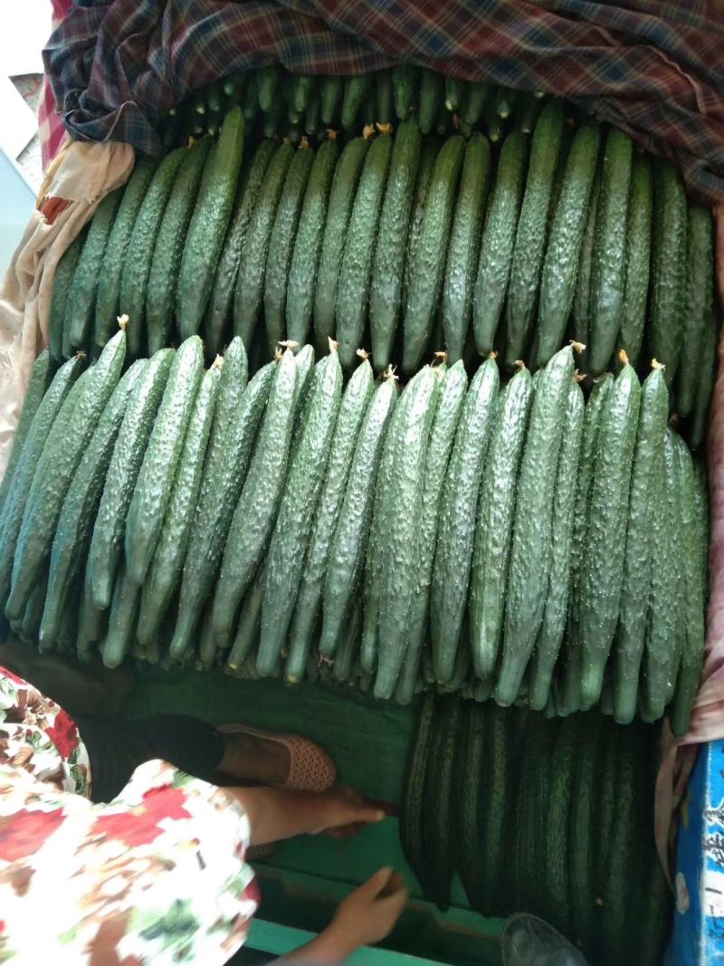 黄瓜