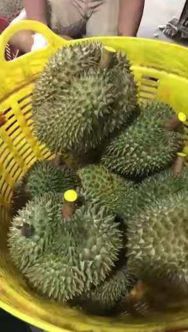 泰国金枕榴莲