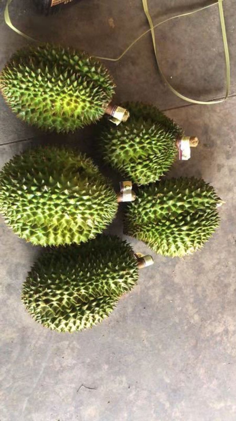 泰国金枕榴莲