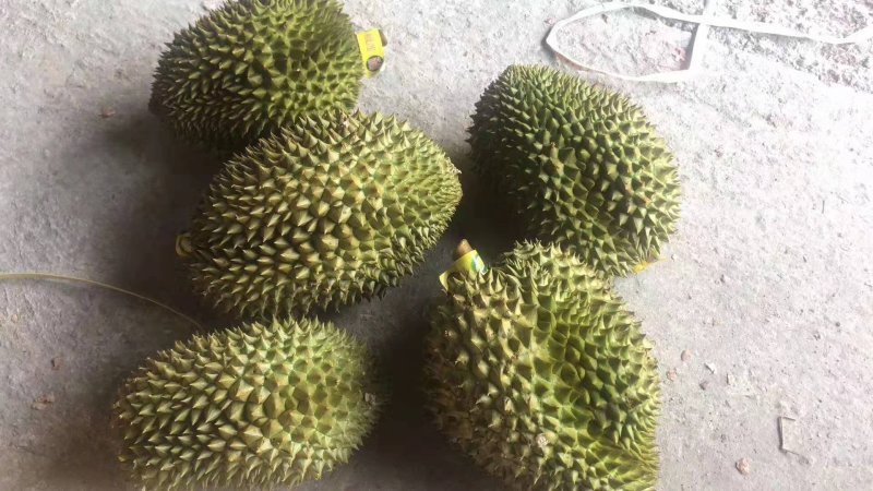 泰国金枕榴莲