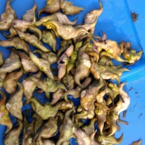 新鲜菱角上市，冷庫菱角常年供应，欢迎各位老板前来订购