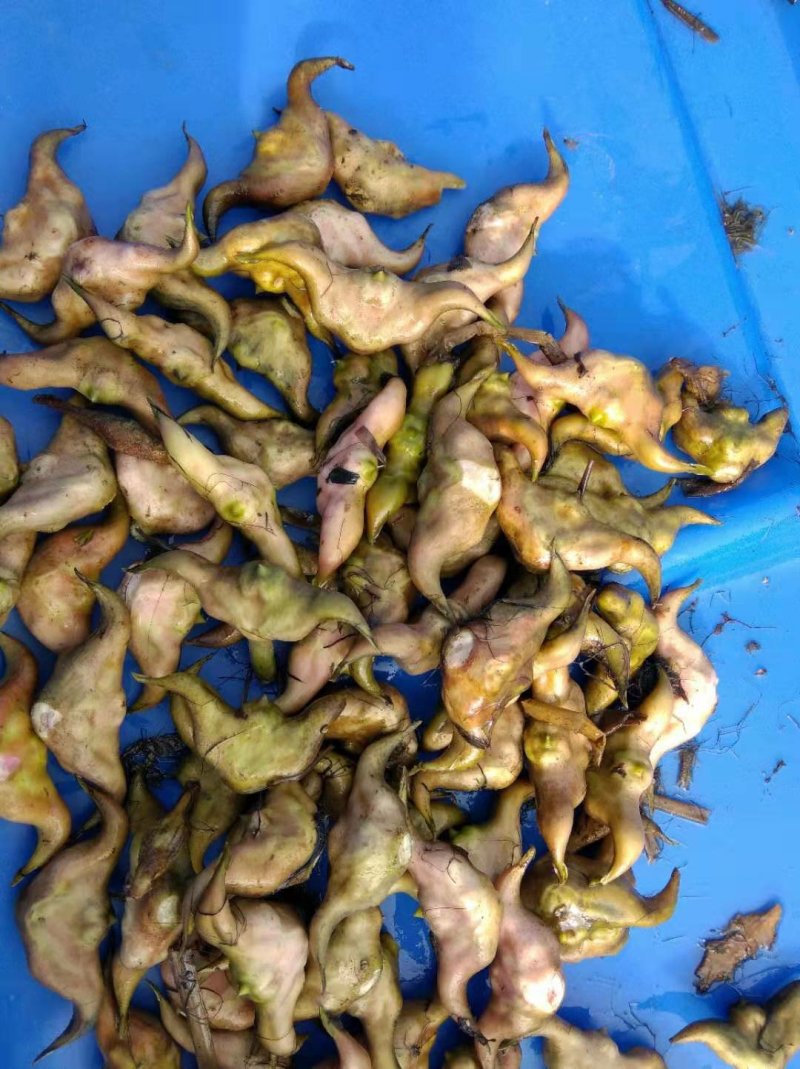 新鲜菱角上市，冷庫菱角常年供应，欢迎各位老板前来订购