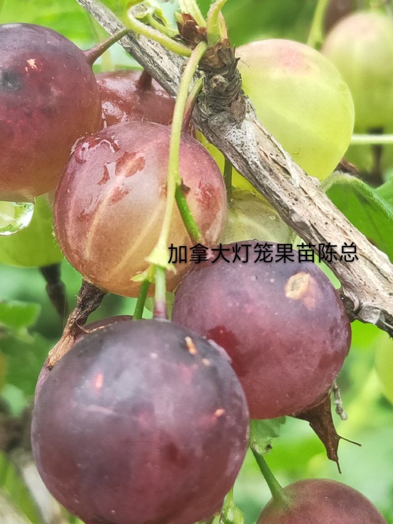 灯笼果苗，长年批发一年生灯笼果苗，保证质量。
